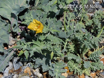 yellow horned-poppy (Glaucium flavum) K & M Noble